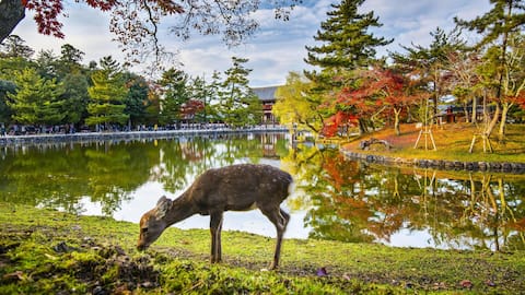 Wander through Nara, Japan: A ginkgo and tea haven