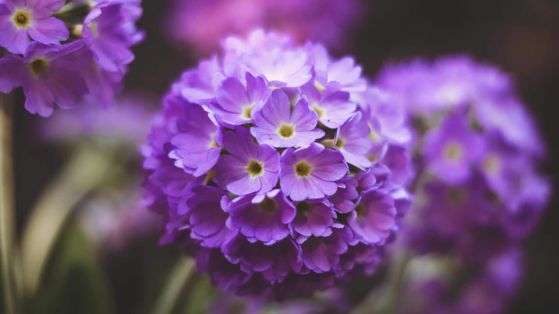 Drumstick flowers: The superfood you're missing out on