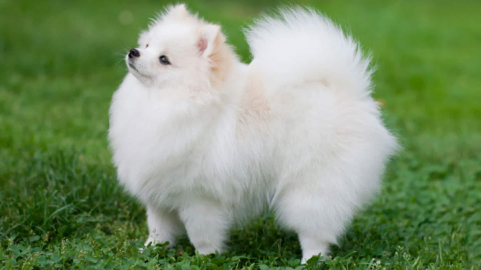 Dental care tips for your Pomeranian