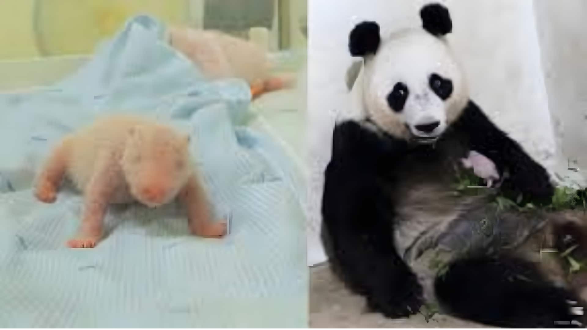 First giant panda cub born in Indonesia, nicknamed 'Rio'
