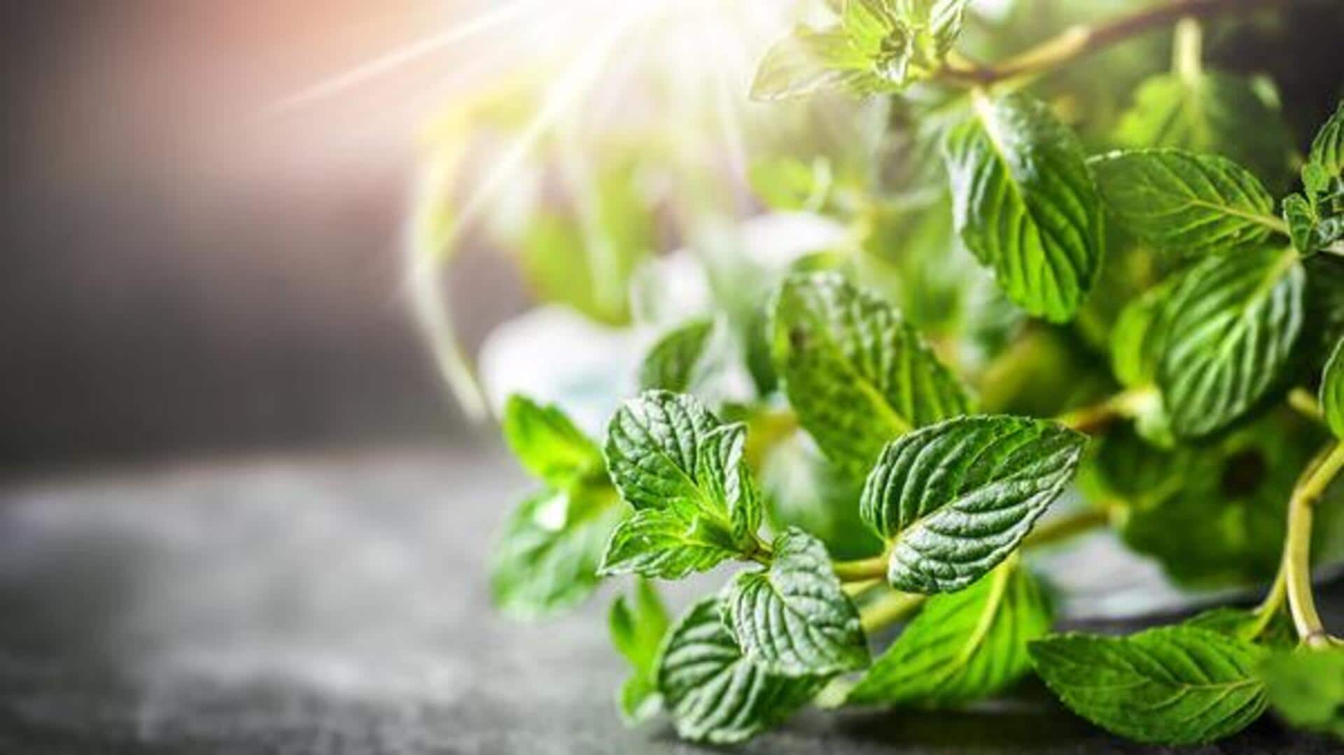 Spearmint leaves: Benefits and how to use them 