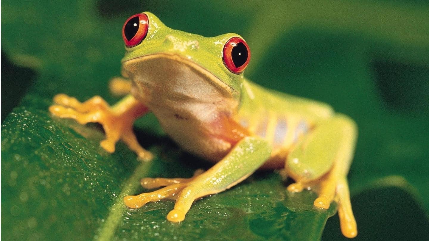 DU researchers discover new frog species in Western Ghats