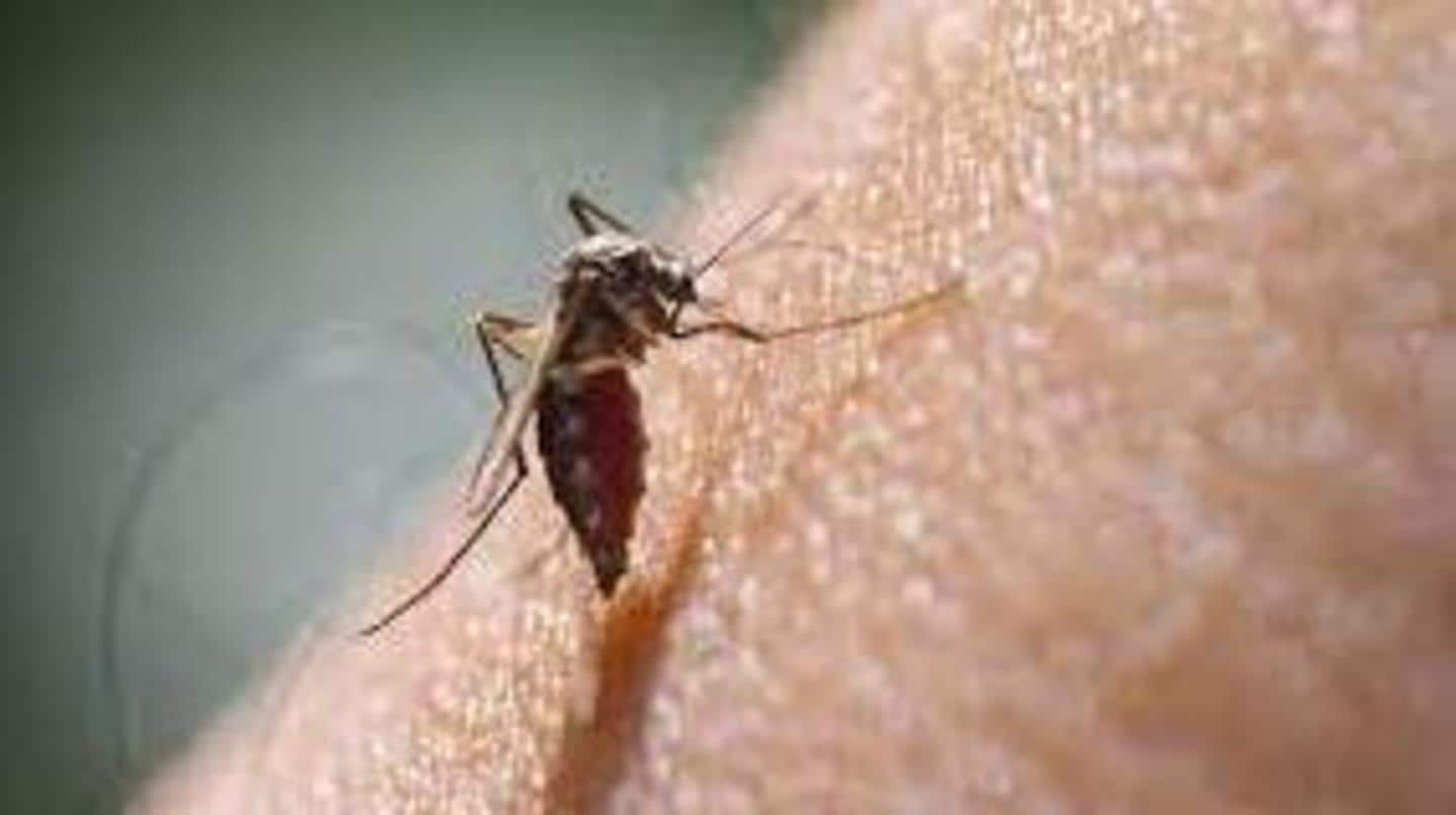 Delhi reported 53 new dengue cases in last one week