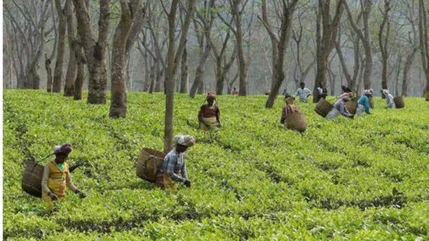 Assam launches incentive scheme to boost orthodox, specialty tea production