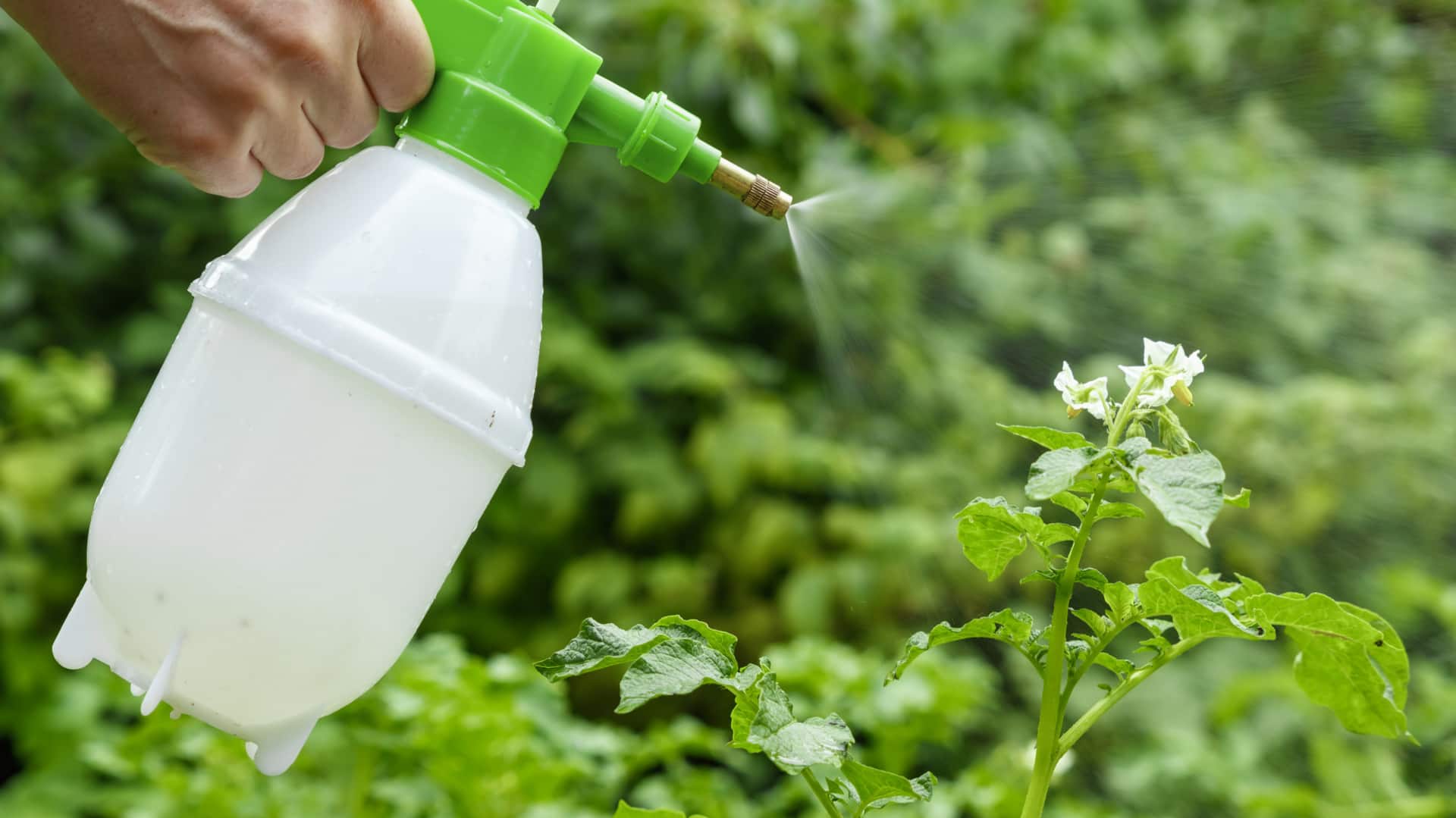 Make insecticides at home to protect your plants: Here's how