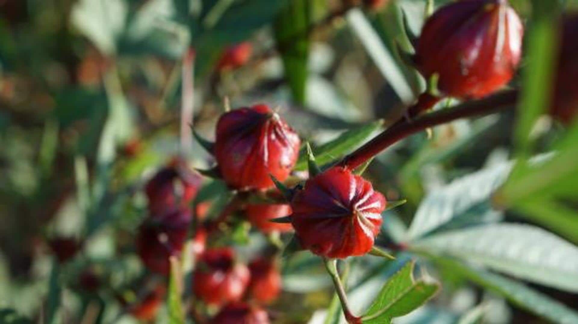 5 health benefits of roselle petals