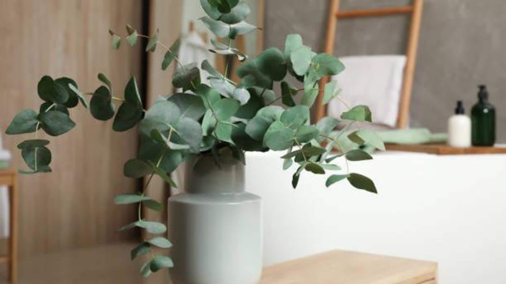 How to grow eucalyptus indoors