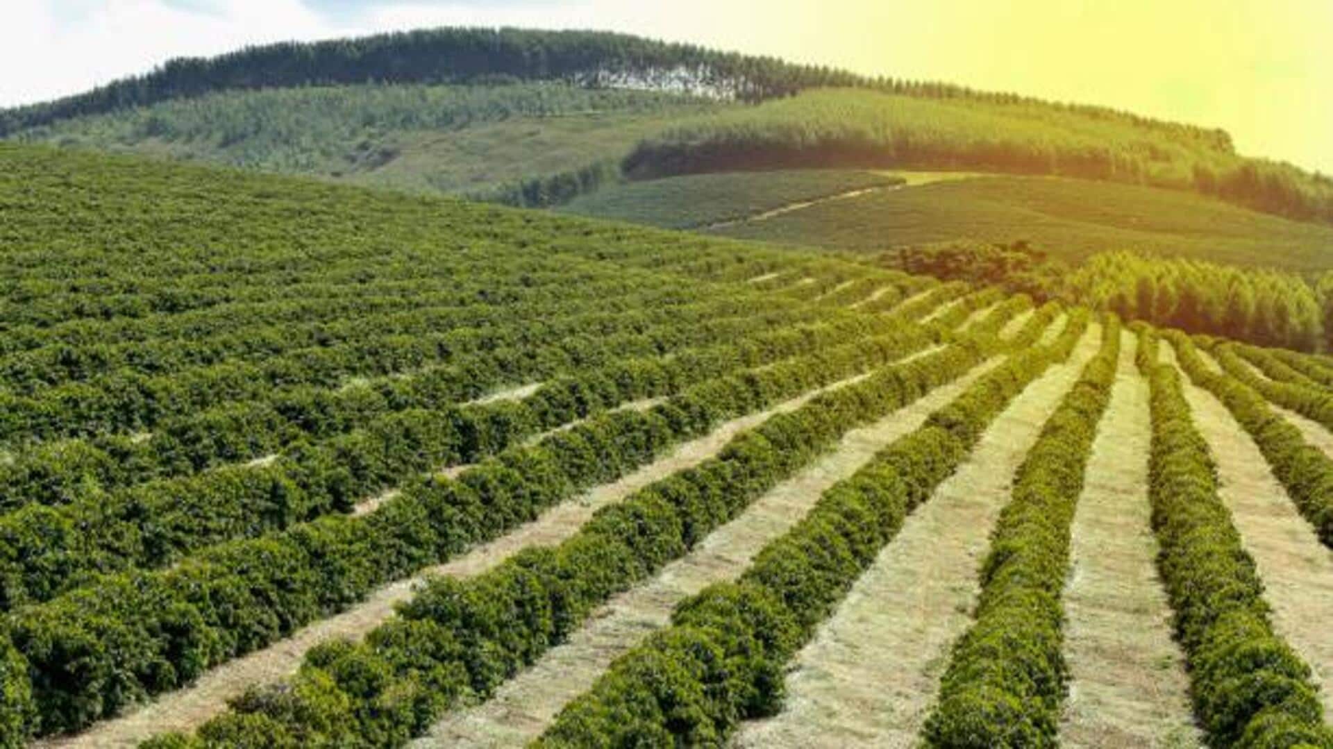 You must visit these coffee farms in Kenya You must visit these coffee farms in Kenya