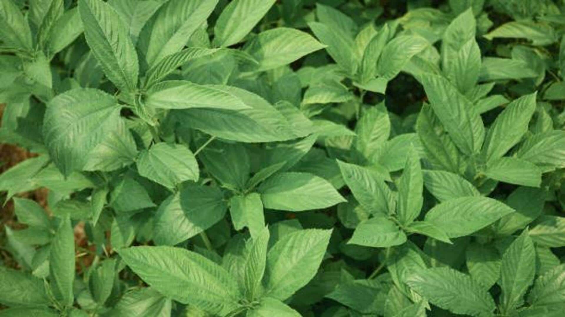 Why jute leaves are great for your health
