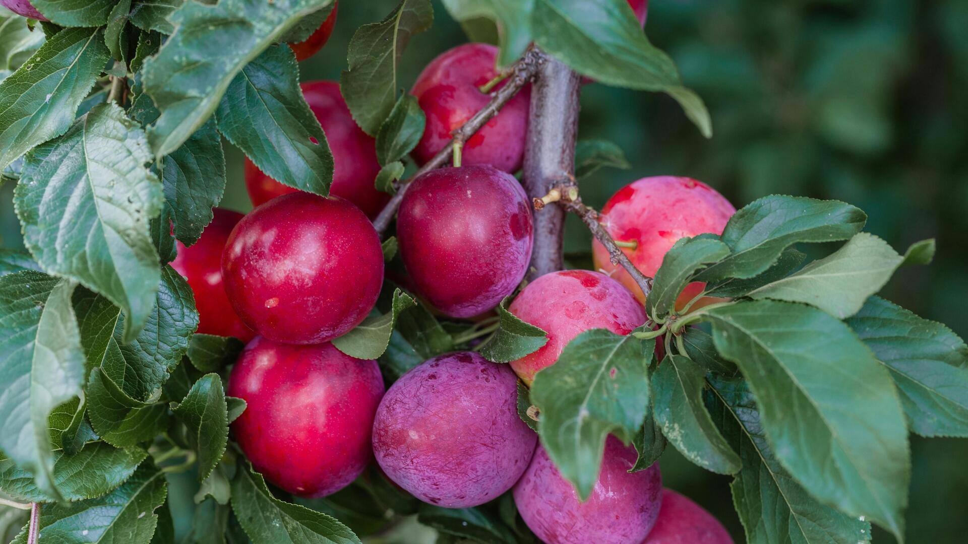 Sweet Swiss fruit preserves you should try