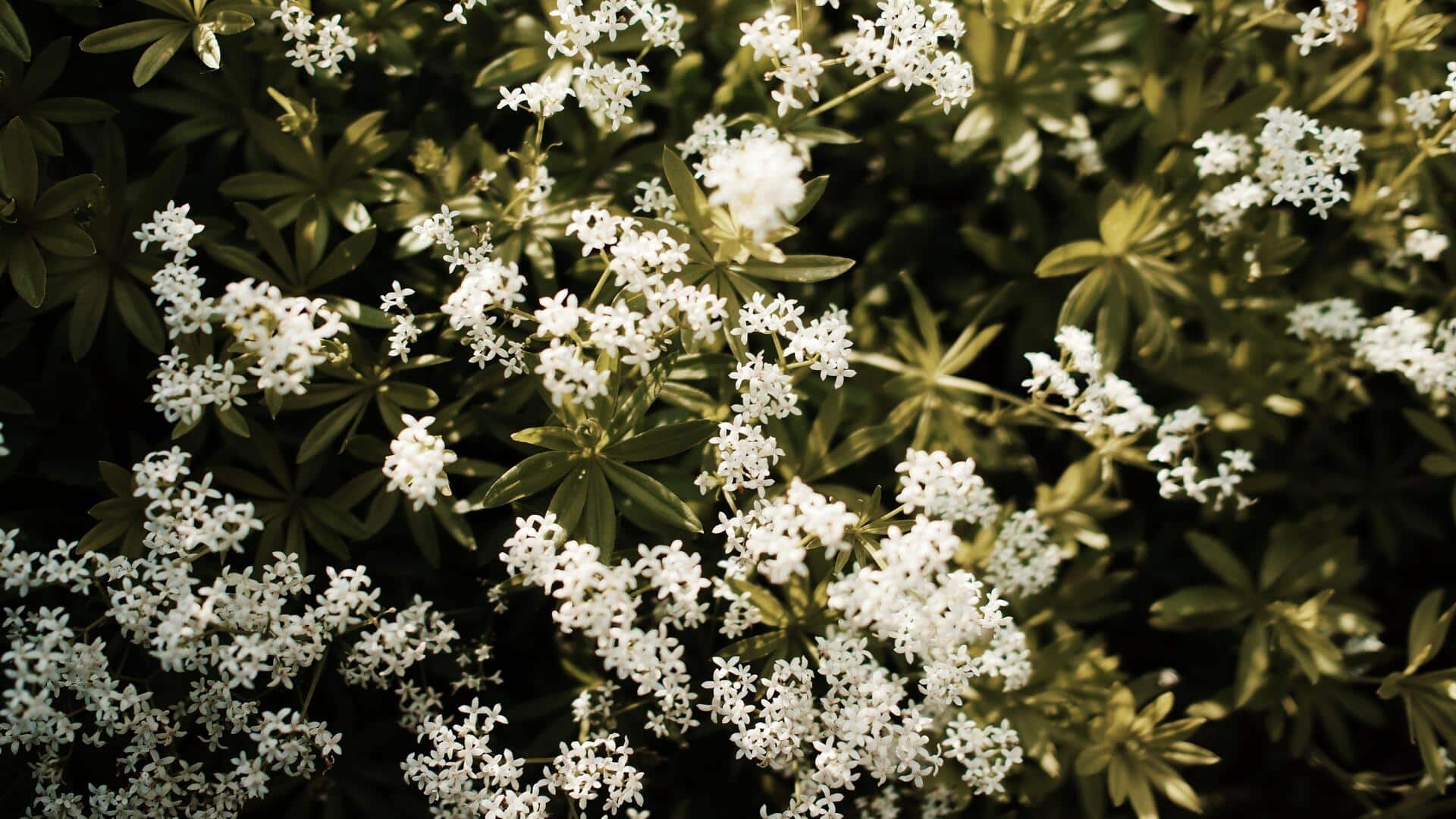 Want a thriving sweet woodruff plant? Read this