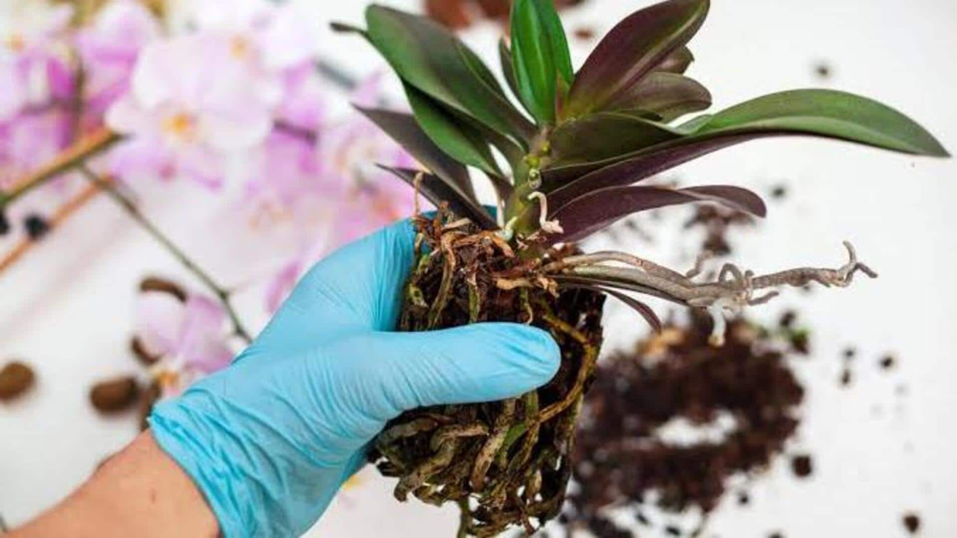 How to repot orchids without harming roots