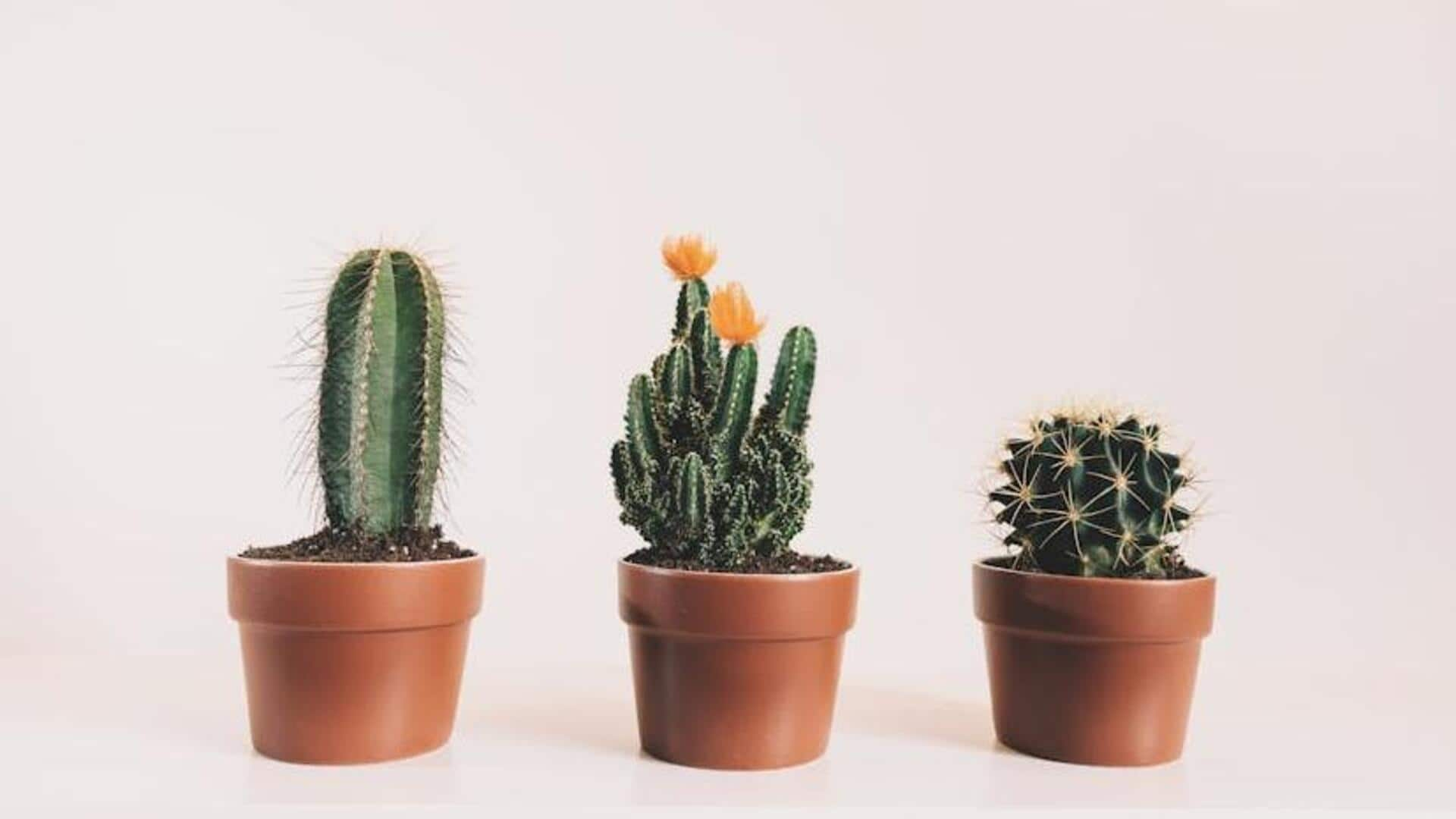 How to take care of your cacti at home