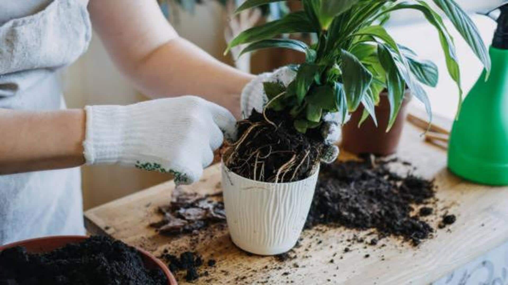 Root rot in houseplants: Causes and solutions Root rot in houseplants: Causes and solutions