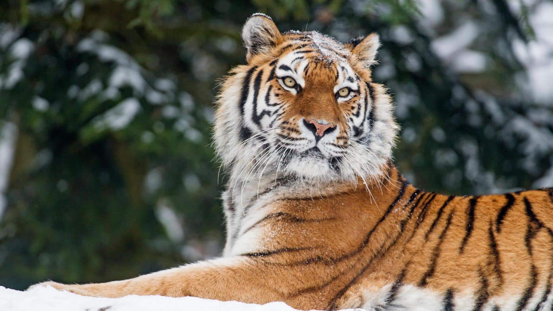 This technique can help determine age, reproductive status of tigers