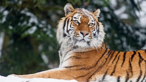 This technique can help determine age, reproductive status of tigers