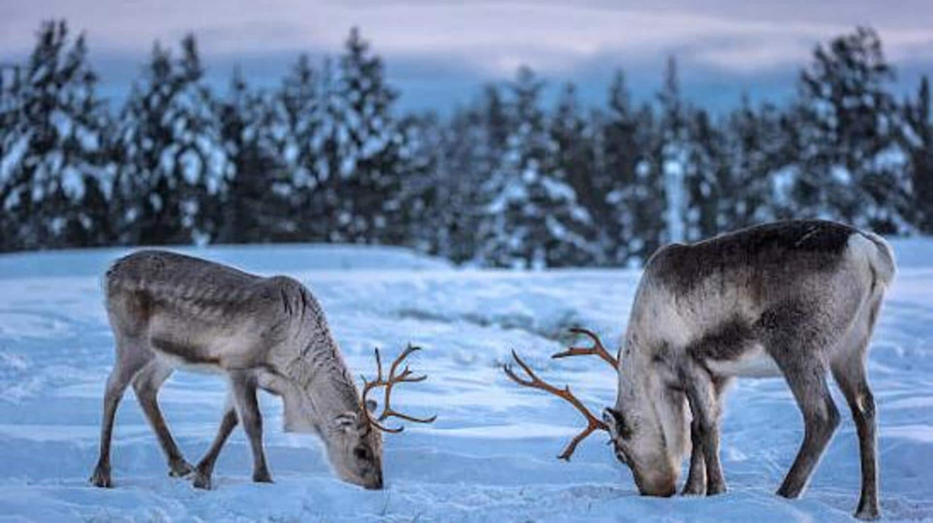 Why Sweden is a must-visit for wildlife lovers 