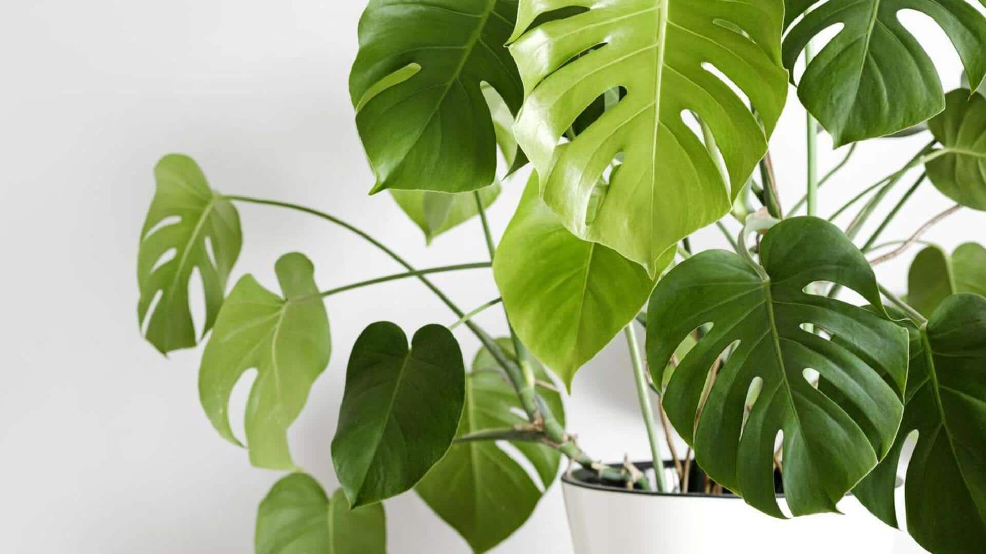 Magnificent Monstera plants: Key light and feed strategies