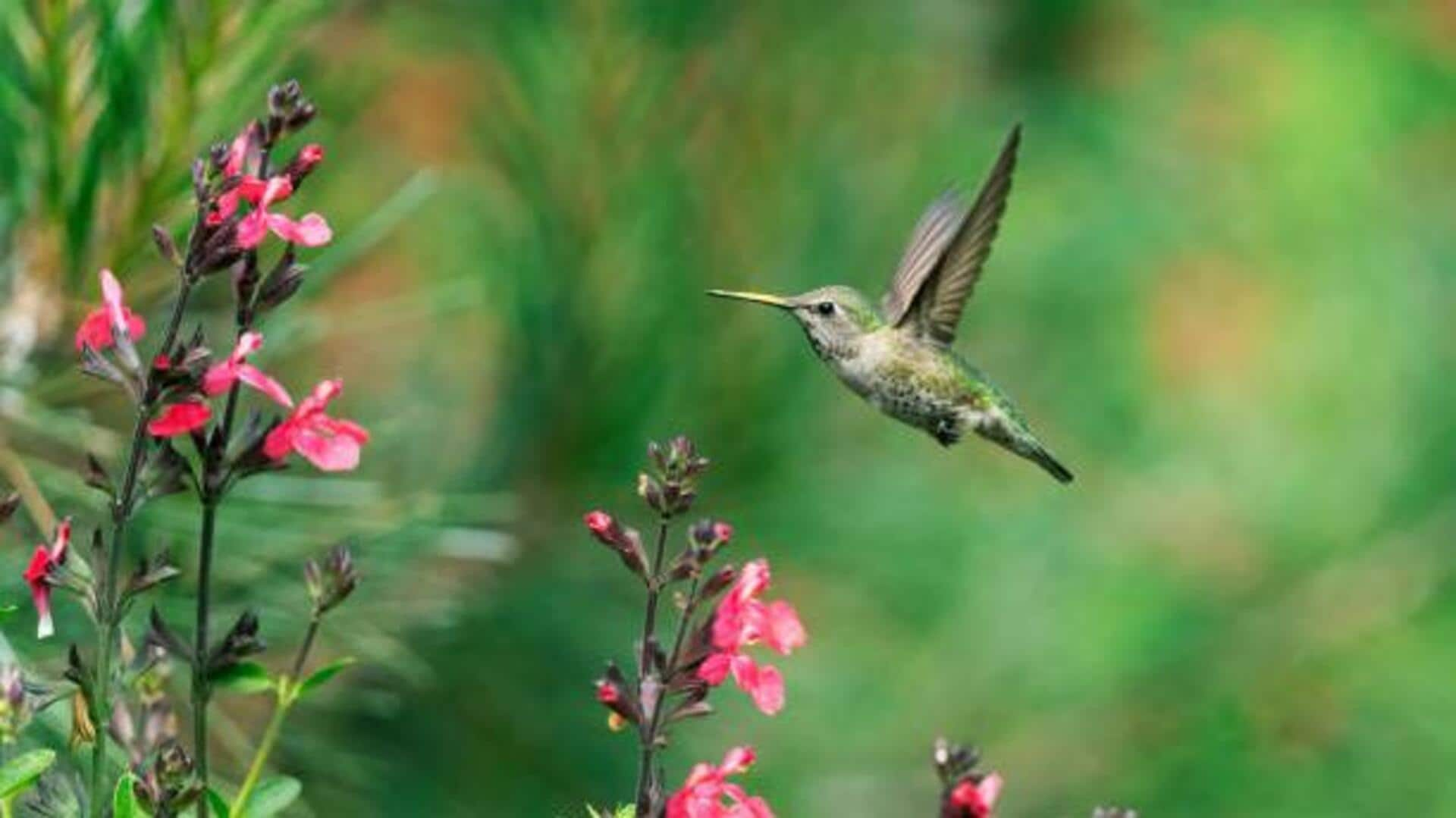 Nature lovers: A hummingbird garden awaits you