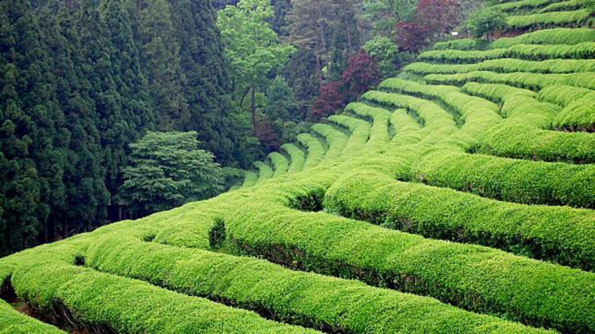 You must visit these stunning tea plantations in Japan You must visit these stunning tea plantations in Japan