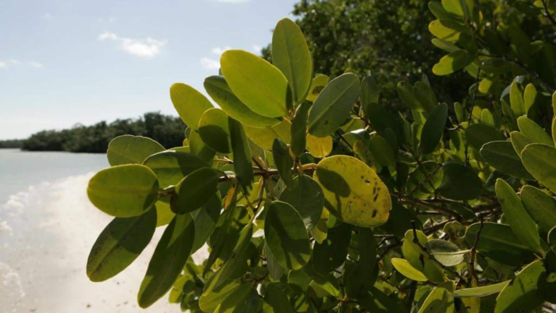 5 alternative uses of mangrove leaves 5 alternative uses of mangrove leaves