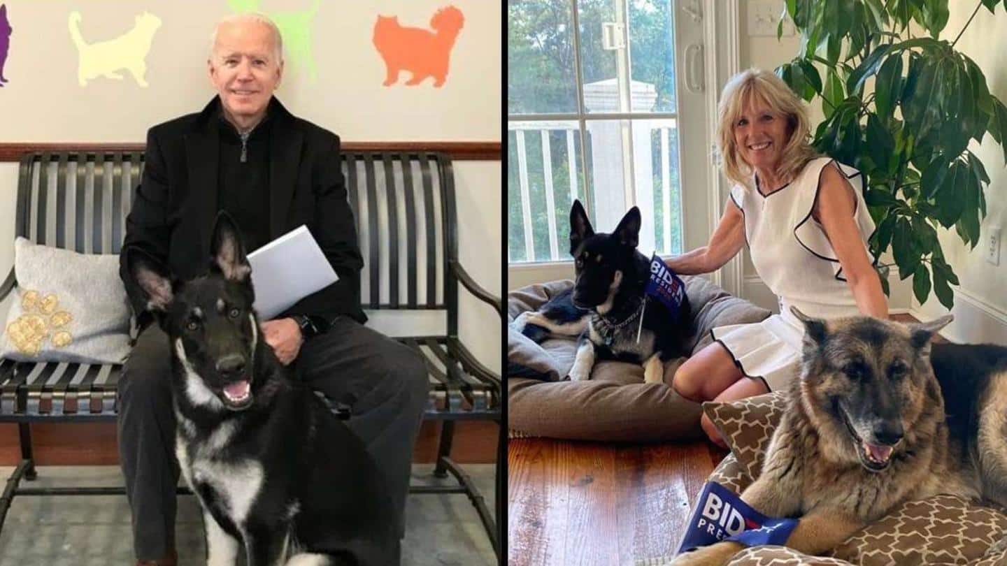 Pets are back: Biden's dogs settle in at White House