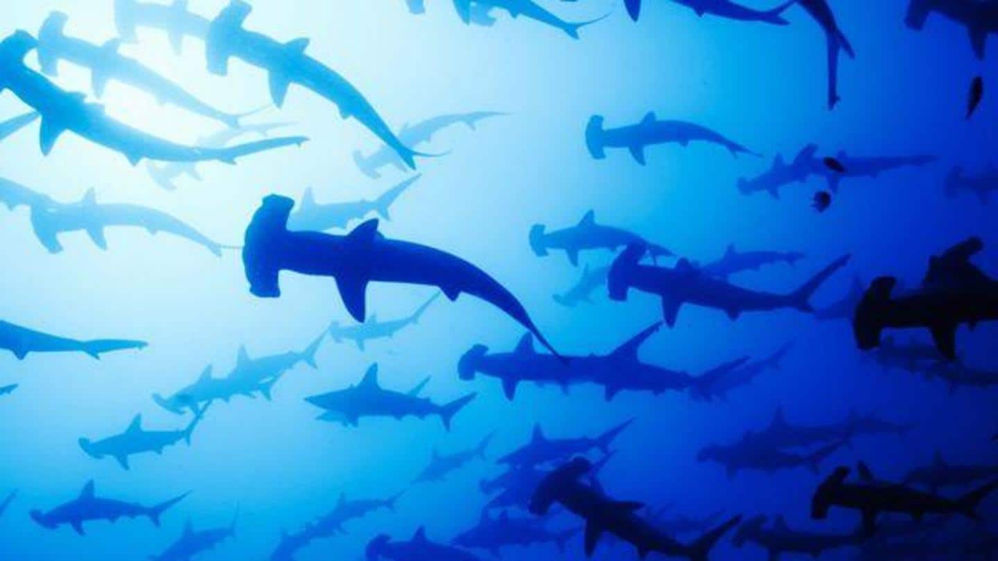 Population of oceanic sharks and rays declines by 70 percent