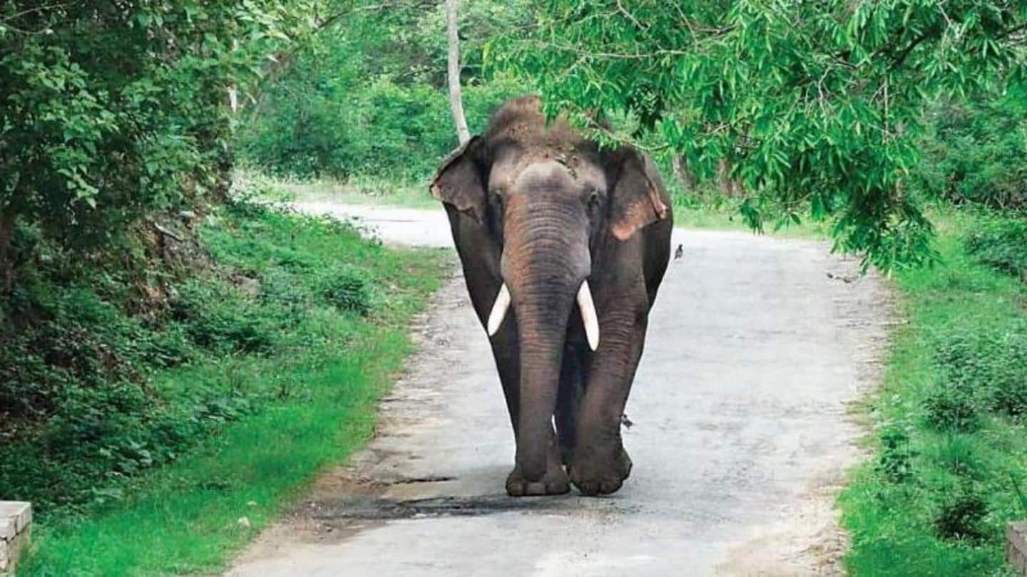 Woman trampled to death by wild elephant in Chhattisgarh