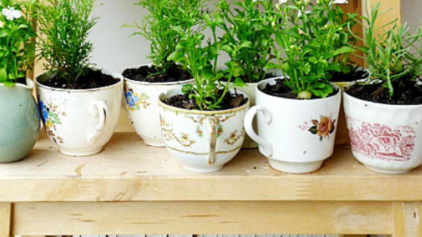 Tea cups, saucers, teapot could be your new garden utilities Tea cups, saucers, teapot could be your new garden utilities