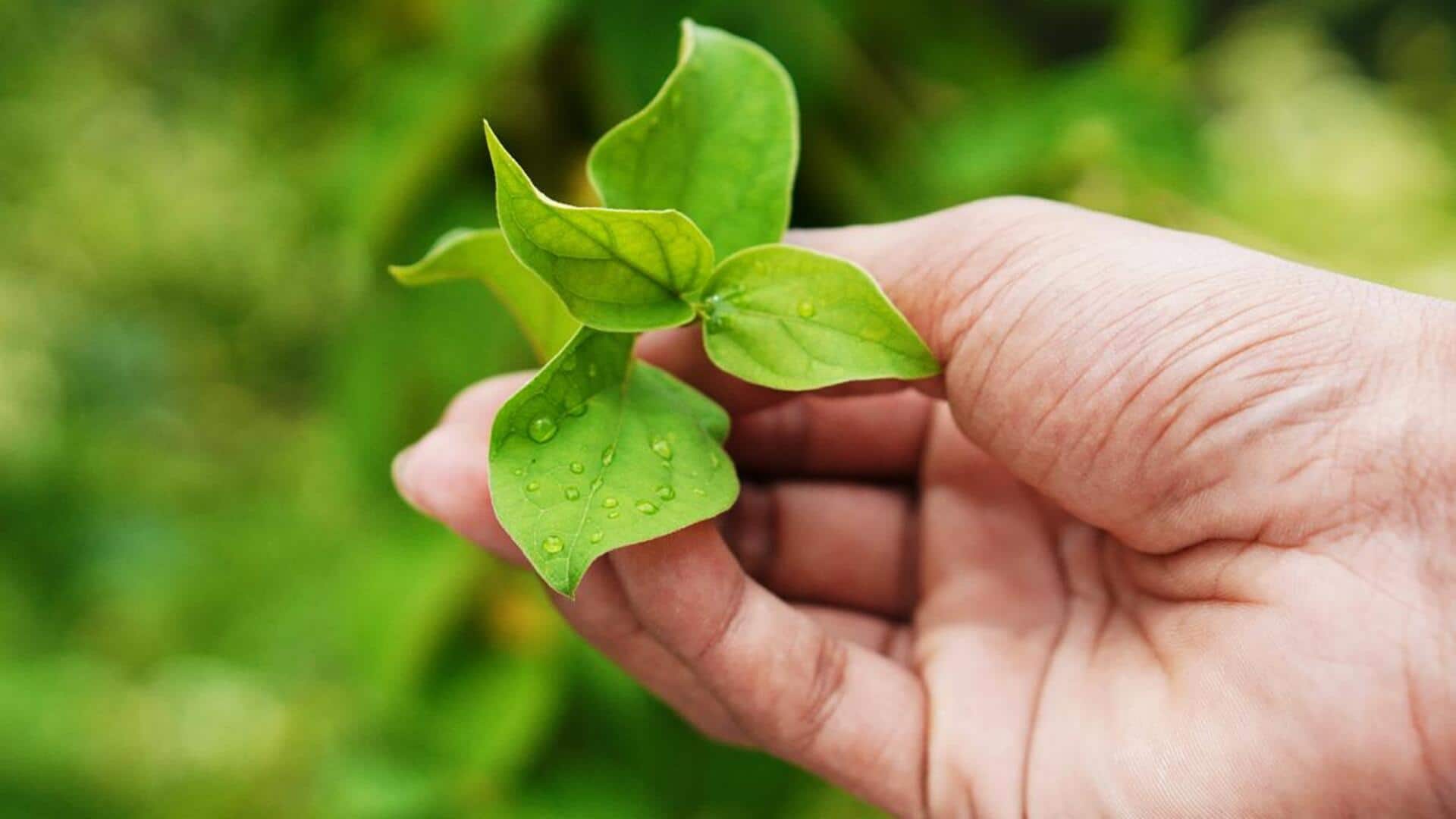 Shardunika: Take note of this Ayurvedic herb's health benefits 