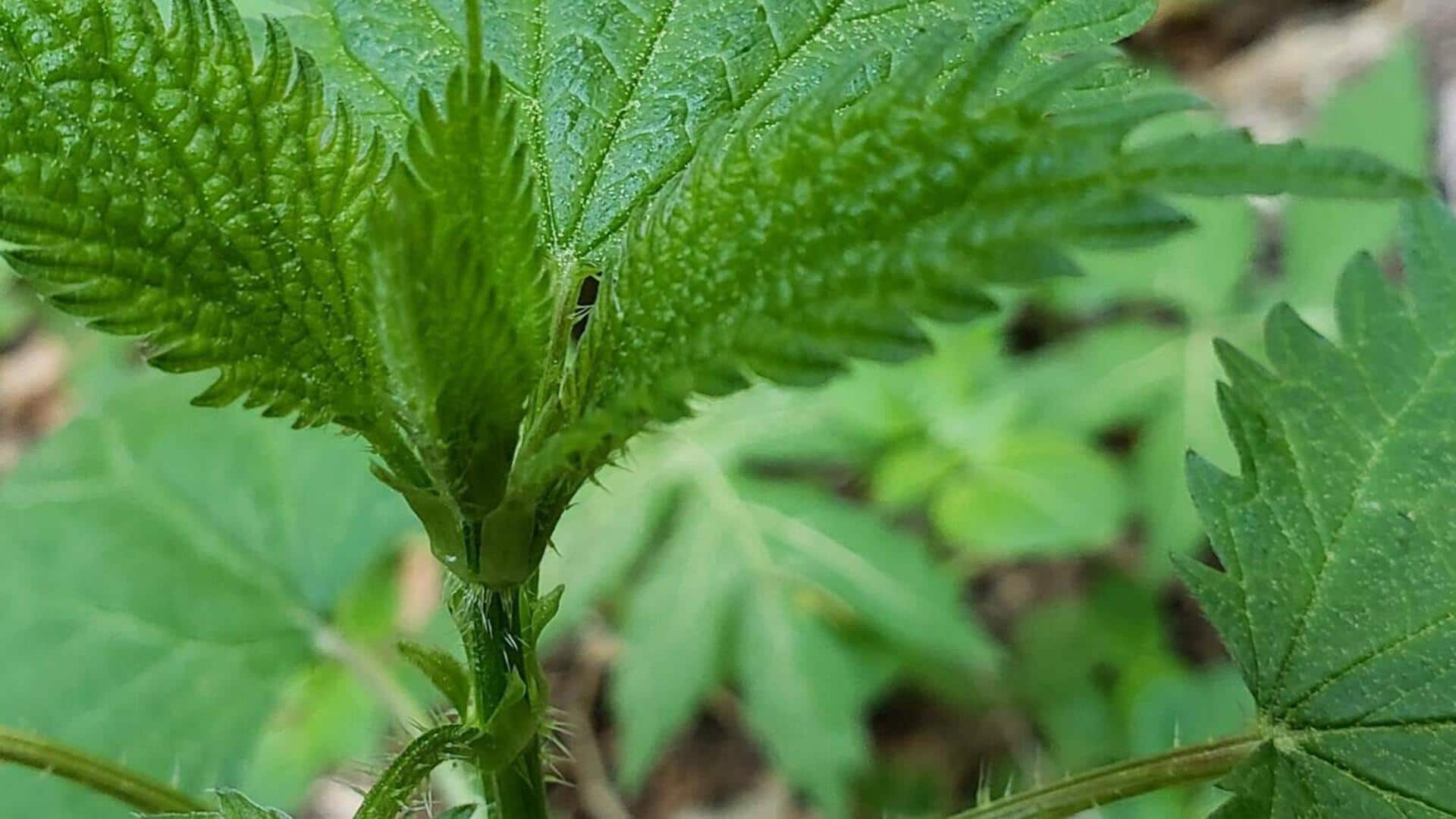 Exploring African nettle in your kitchen