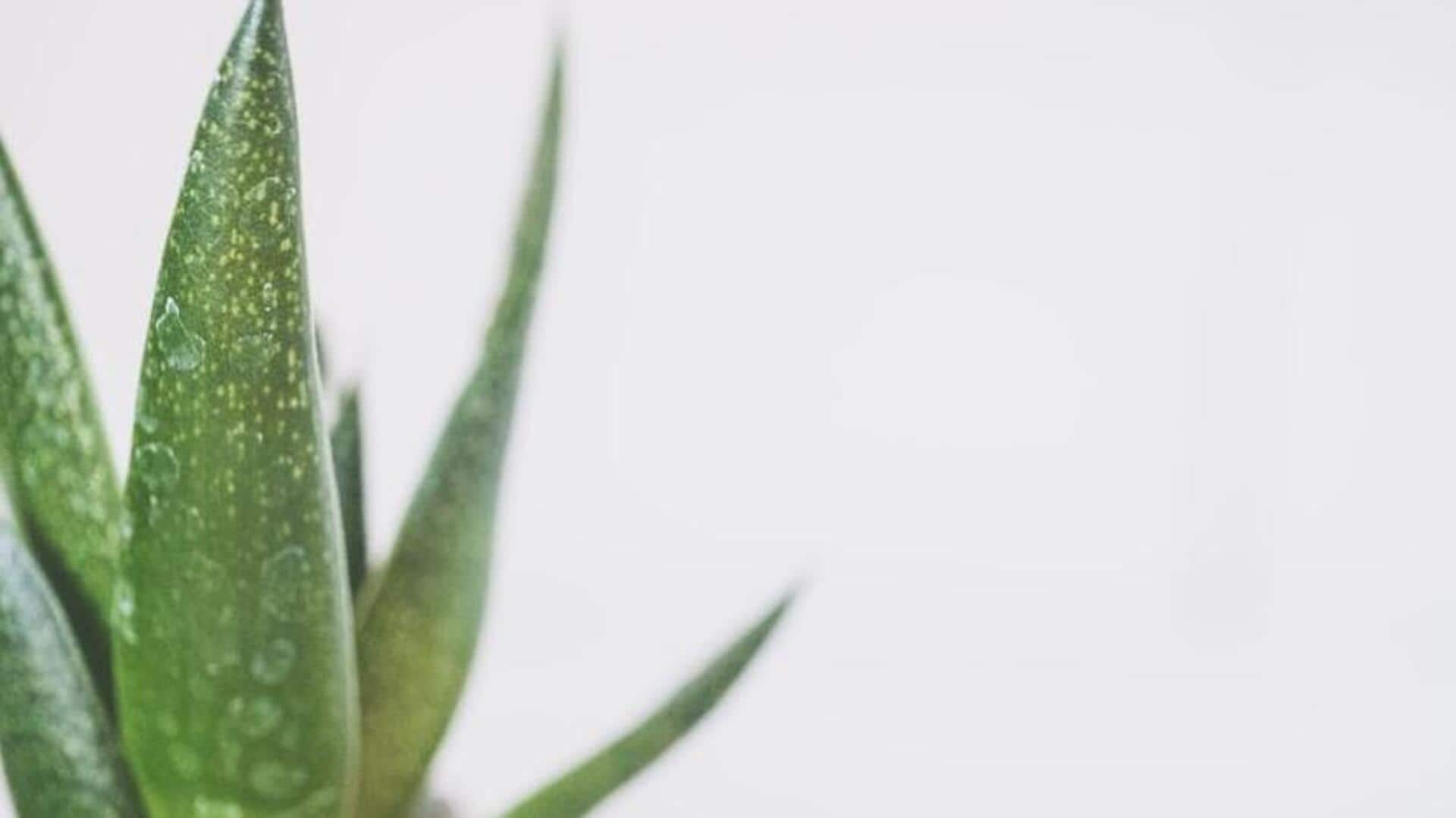 Unlocking the secrets of aloe vera for skin hydration