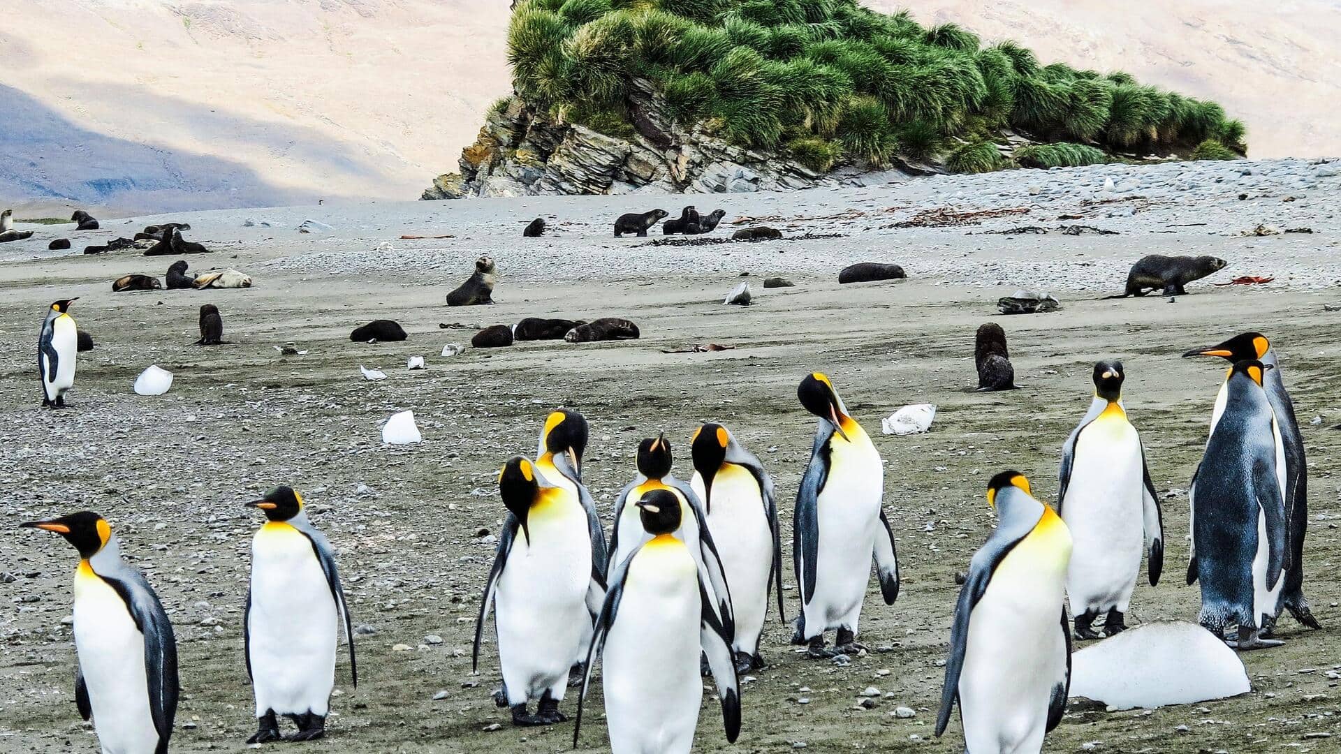The best places to see penguins in the wild
