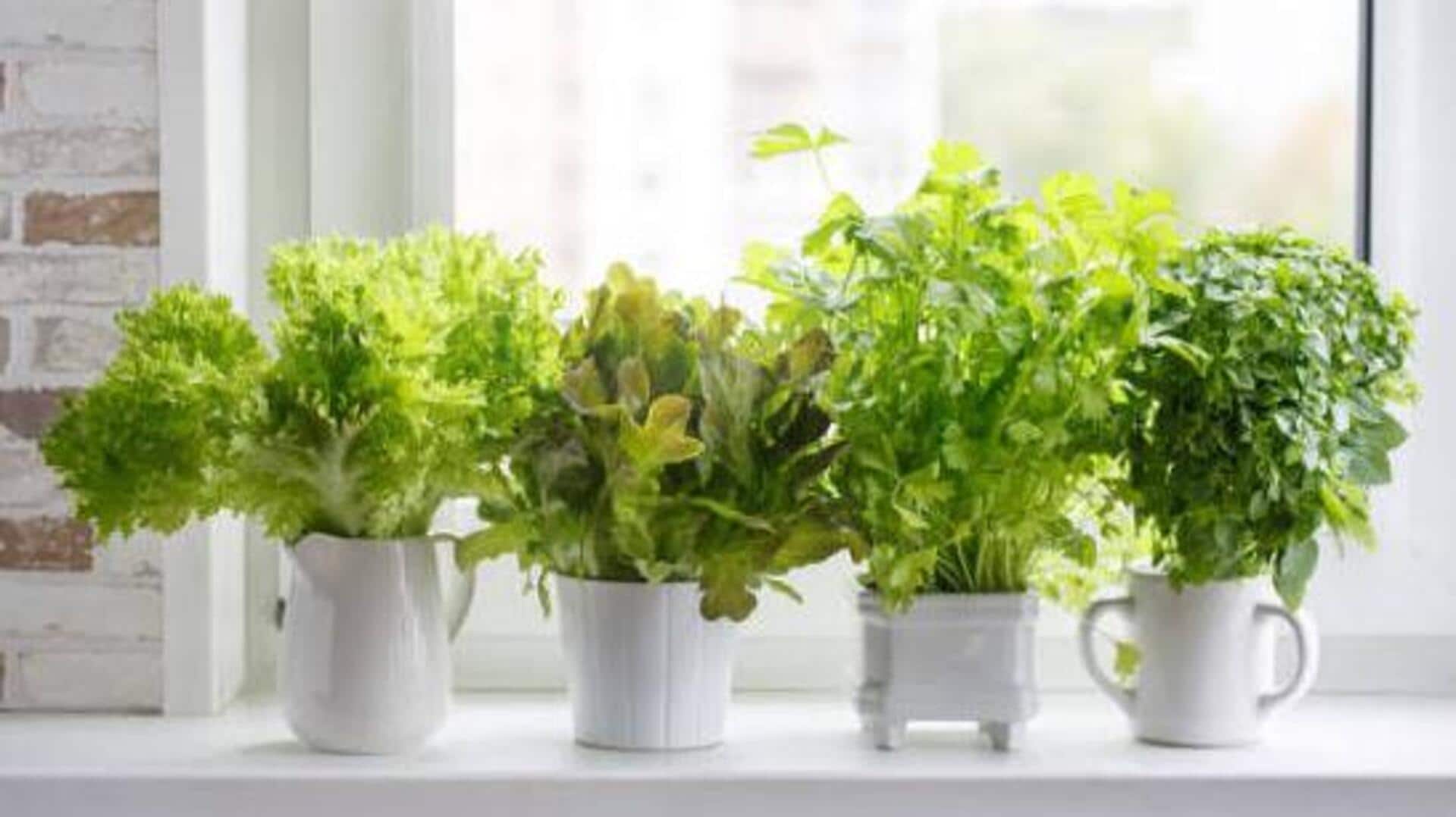 How to grow herbs in pots