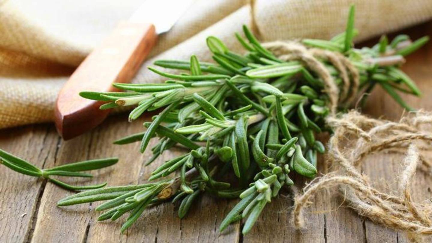 The woody scent of rosemary wards away mosquitoes The woody scent of rosemary wards away mosquitoes