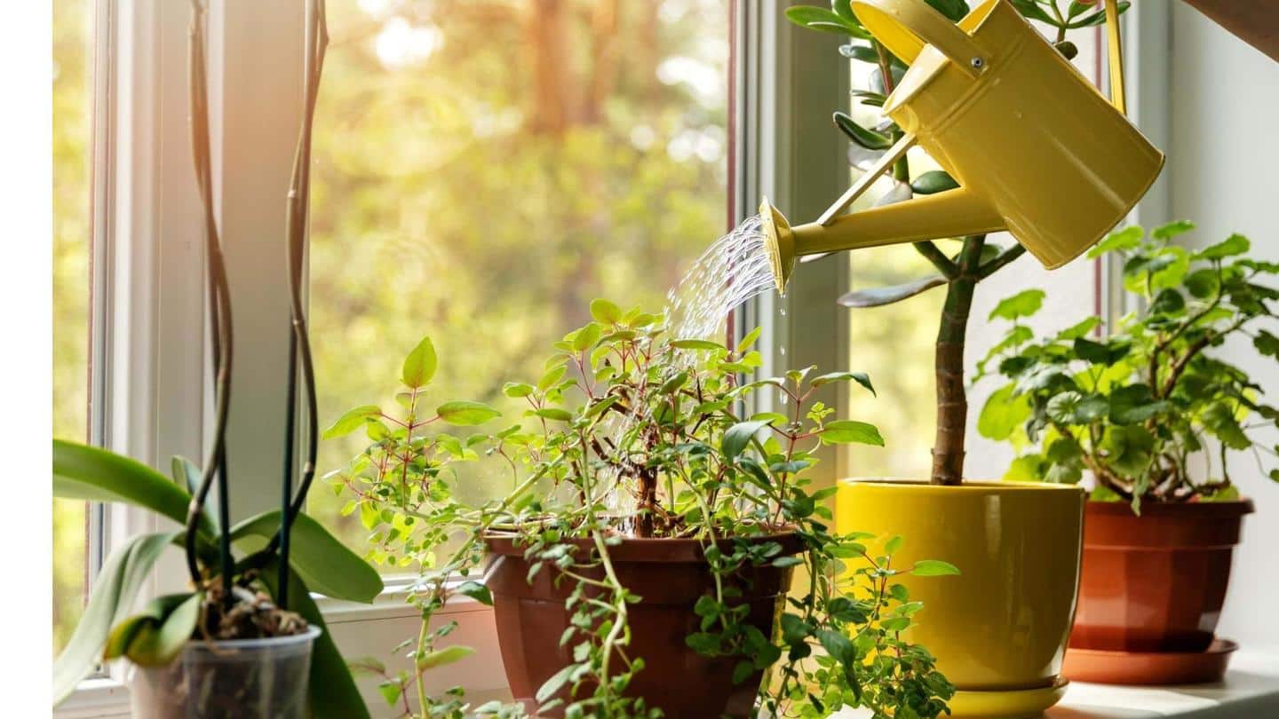 Low maintenance indoor plants to amp up your home
