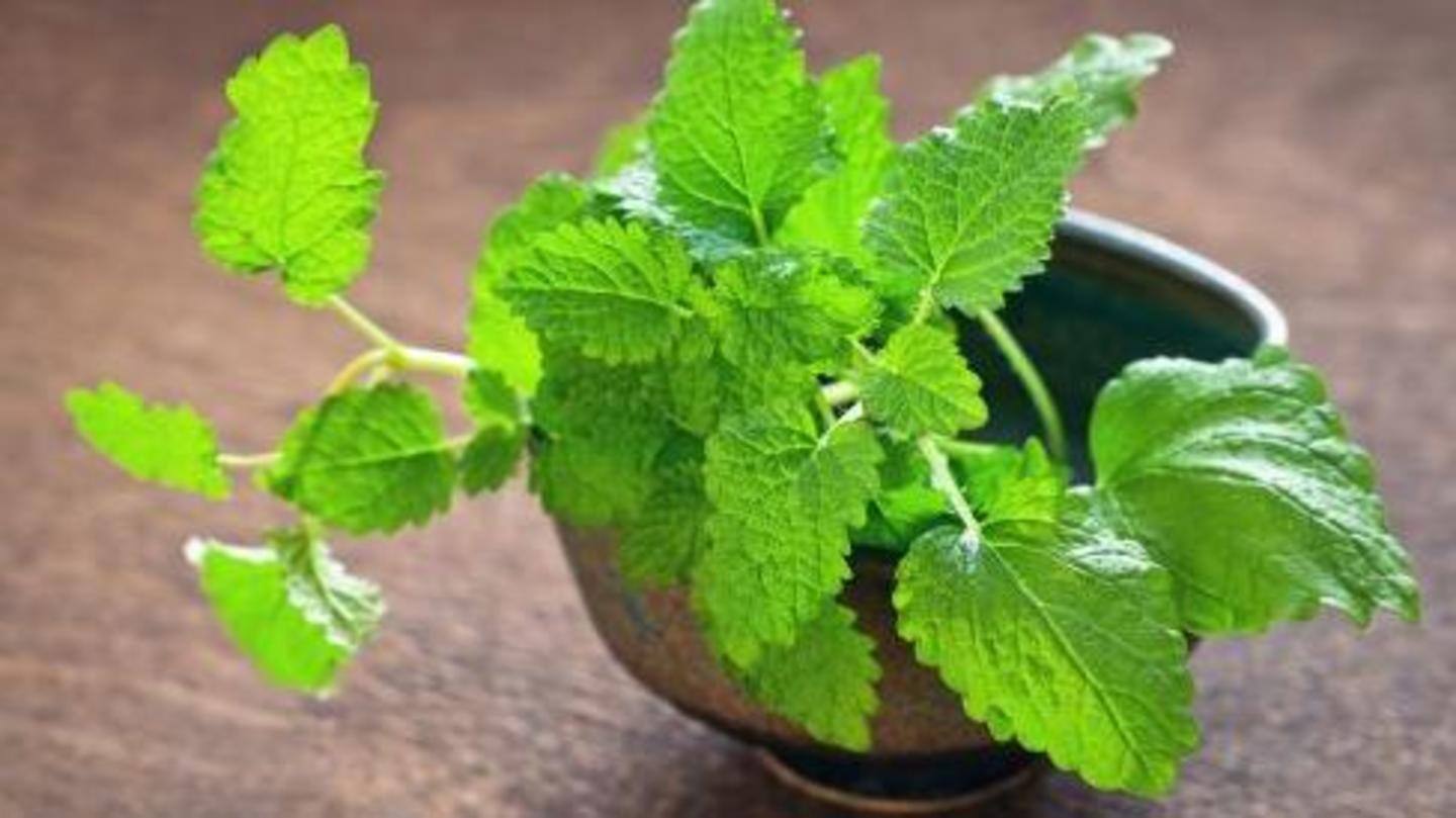 Applying crushed mint leaves is a safe mosquito-repellent for children Applying crushed mint leaves is a safe mosquito-repellent for children