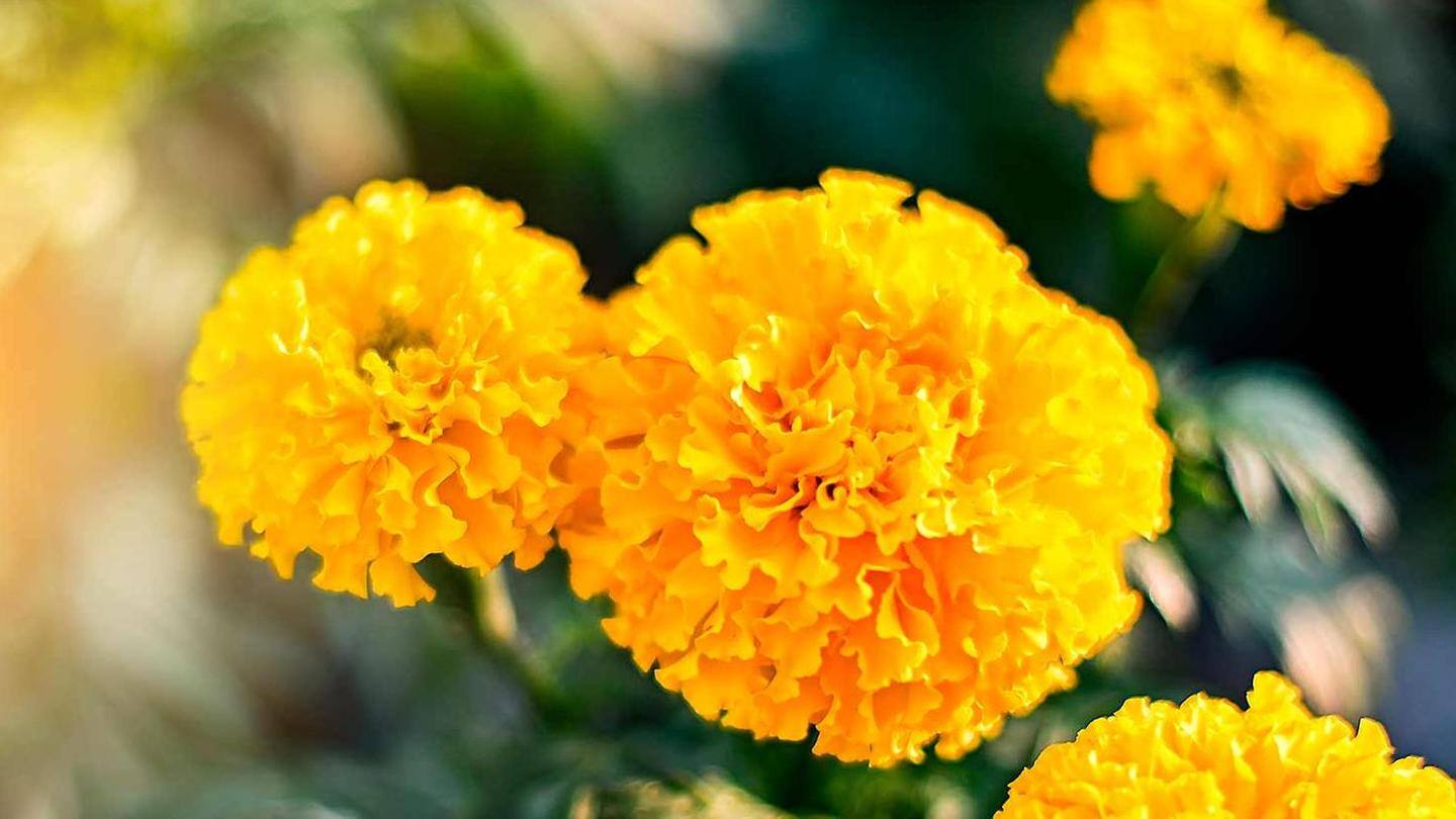 Beauty with brains: Marigolds are beauties with a purpose Beauty with brains: Marigolds are beauties with a purpose