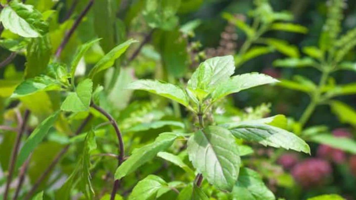 Tulsi leaves relieve sore throat and mild fever Tulsi leaves relieve sore throat and mild fever