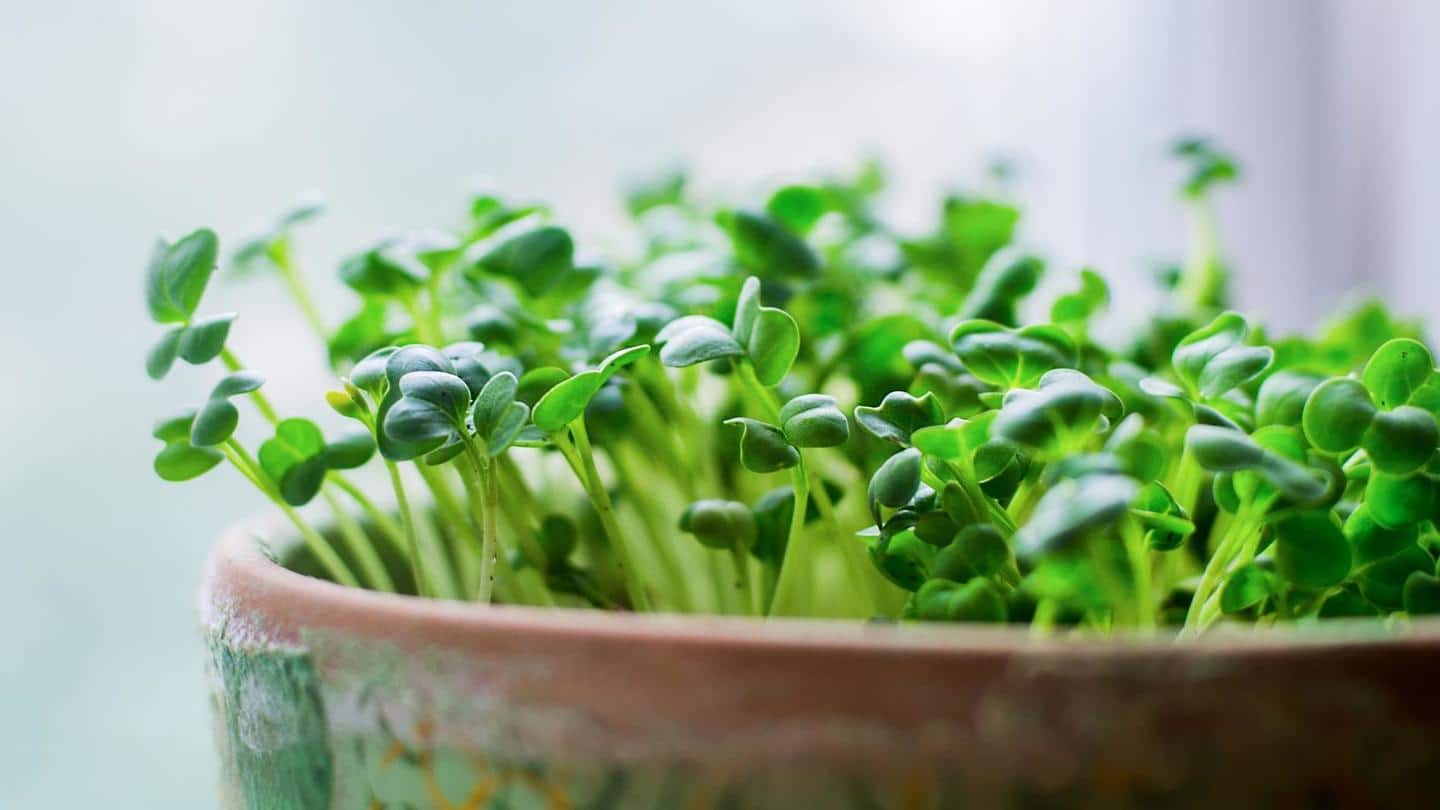 #HealthBytes: Microgreens that can be easily grown at home