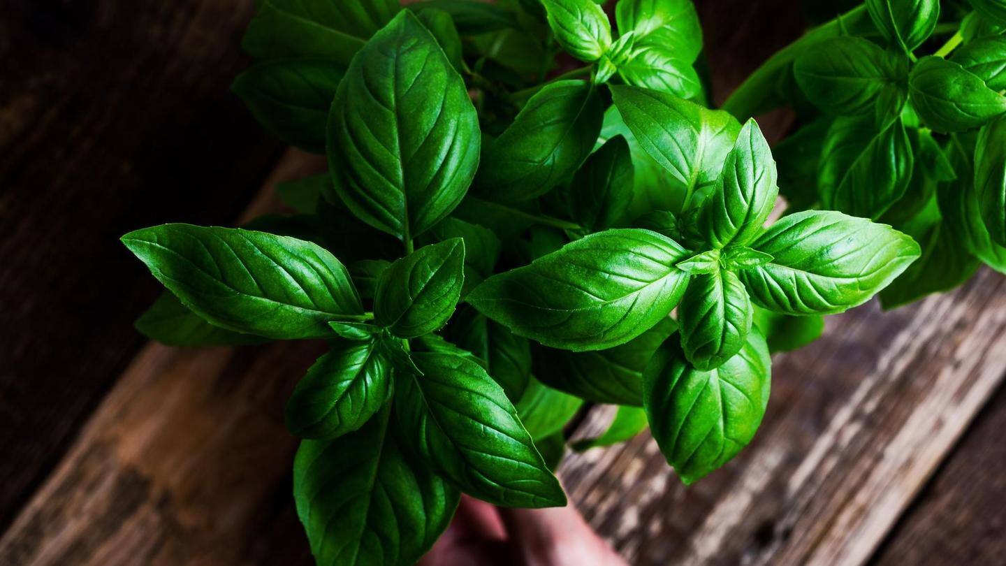 Basil is an excellent mosquito repellent in its natural form Basil is an excellent mosquito repellent in its natural form