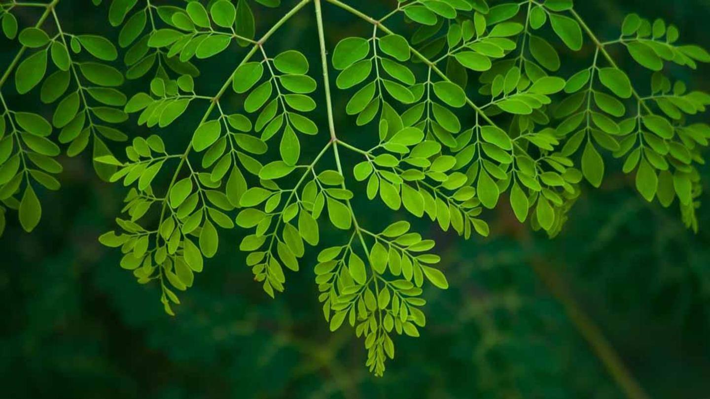 Moringa leaves are a powerhouse of vitamin C Moringa leaves are a powerhouse of vitamin C