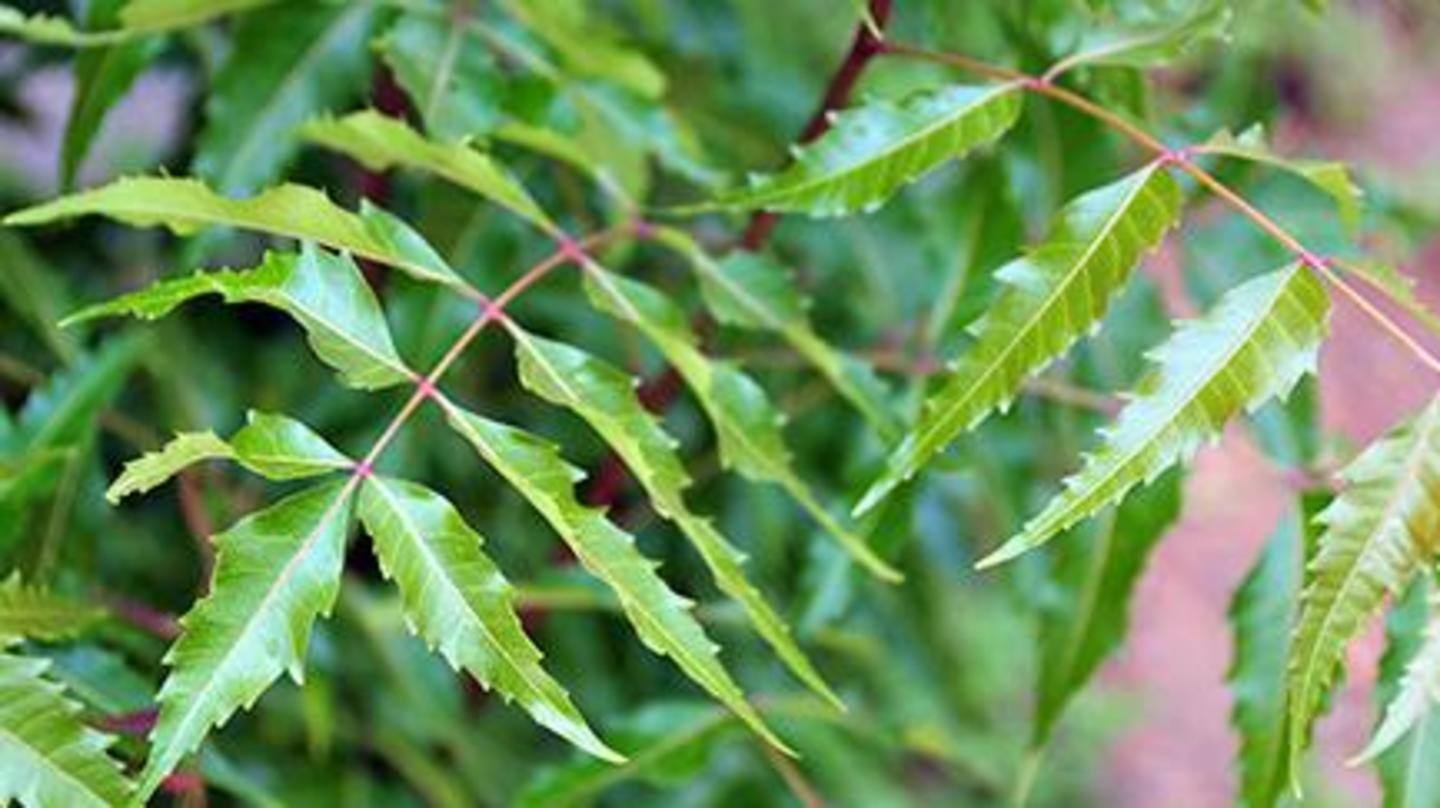 A staple in traditional ayurvedic medicines, neem flushes away toxins A staple in traditional ayurvedic medicines, neem flushes away toxins