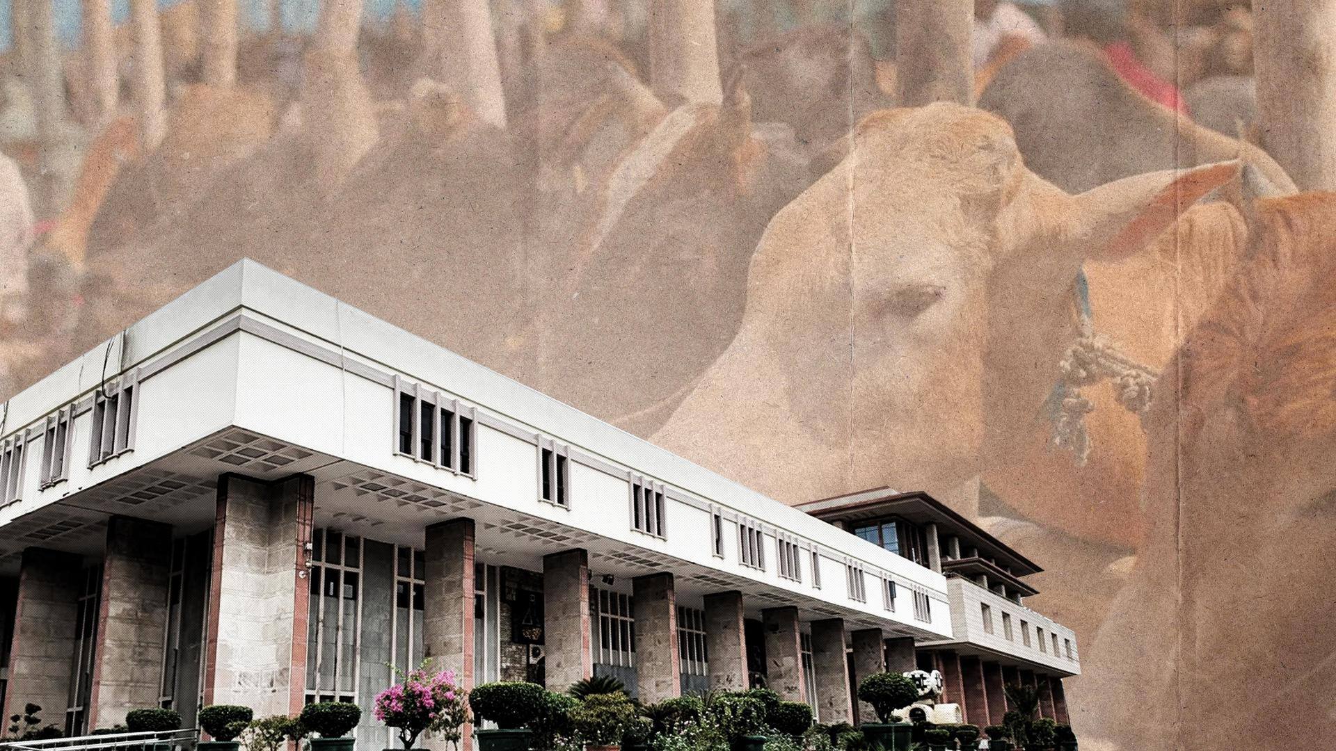Delhi High Court refuses direction to ban cow slaughter 