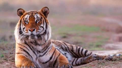 International Tiger Day 2025: History and significance