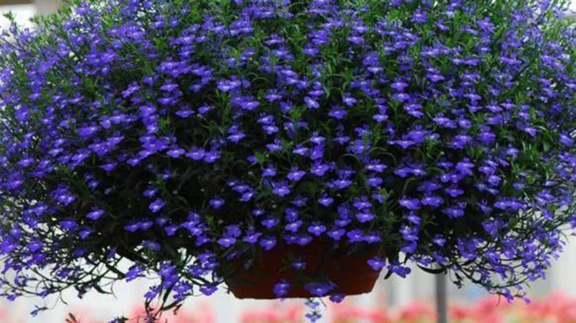 Growing lobelia in hanging baskets—It's easier than you think!