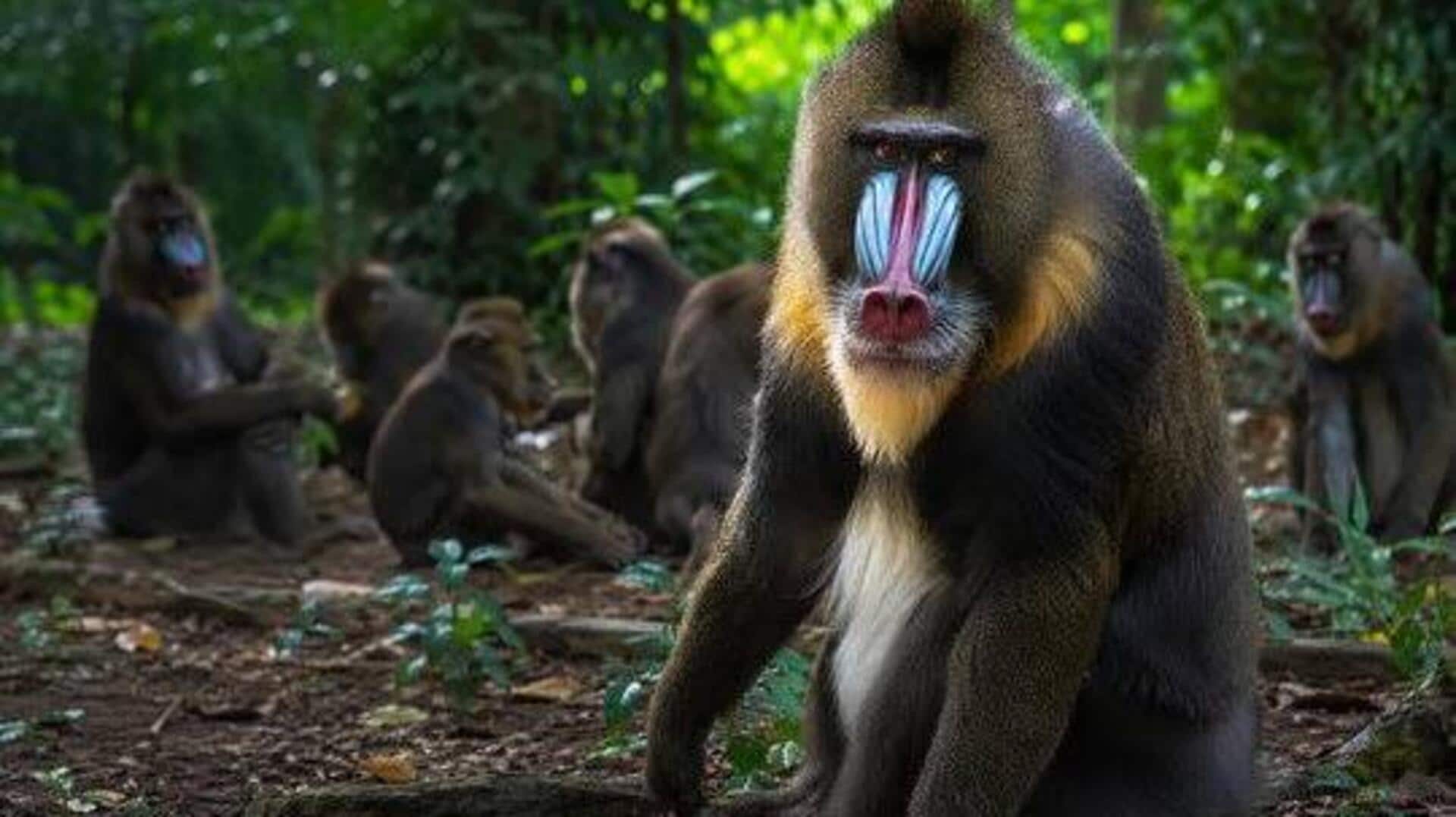 Lope National Park: A must-visit for wildlife lovers 