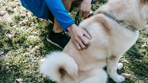 Dogs wag their tails as humans like rhythms!