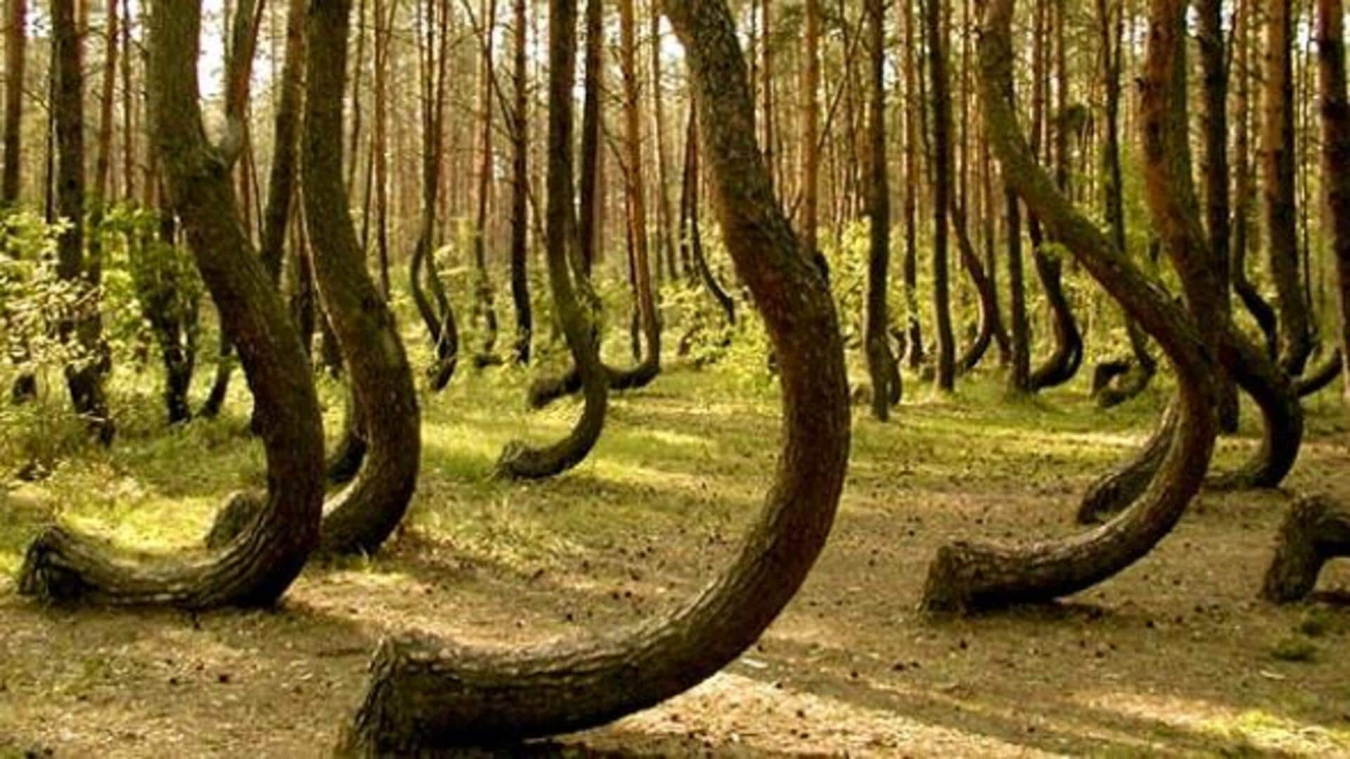 Unveiling the mysteries of Hoia Baciu Forest, Romania