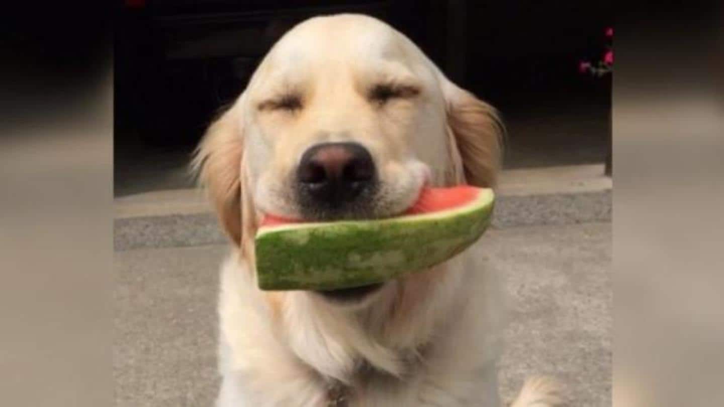 Halo, watermelon smile dog from 'Thoughts of Dog,' passes away